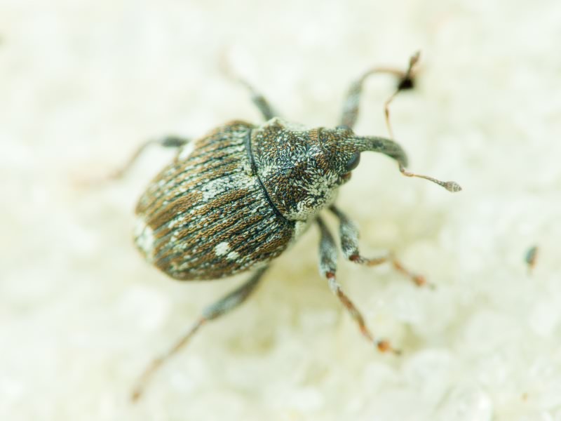 Curculionidae Latreille, 1802
